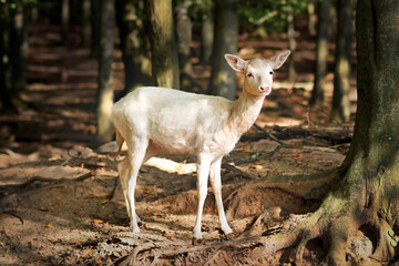 White European fallow deer standing in forest