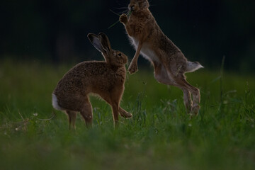 Fighting brown hares in a meadow