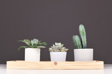 Arrangement of succulent plants and cactus on wooden tablet in front of gray wall