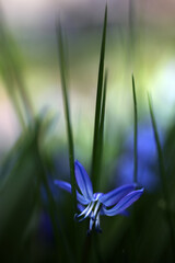 Fototapeta na wymiar Scilla sibirica - Spring Beauty - Shallow depth of field in natural habitat