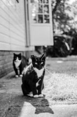 black and white cats 