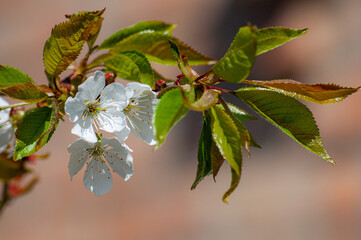 Branch with cherry blossoms and young spring leaves on a warm blurred background