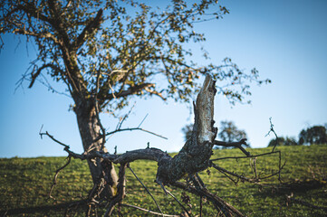 tree brocken branch in the field