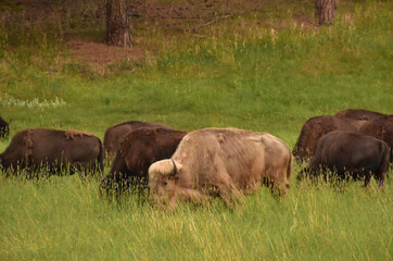 Herd of Wild Buffalo with a White Buffalo Grazing