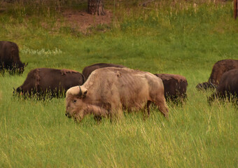 Rare Sacred White Buffalo Grazing in the Golden Hour