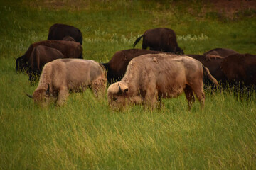 Grazing White Buffalo in a Herd in the Golden Hour