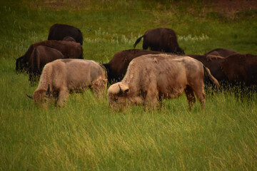 Fototapeta premium Grazing White Buffalo in a Herd in the Golden Hour