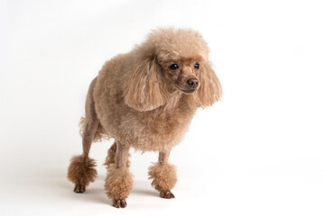 Portrait of a beautiful dog on a light background