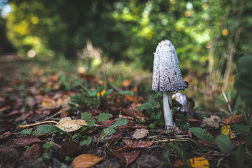 Mushroom with a white umbrella on the side of the road