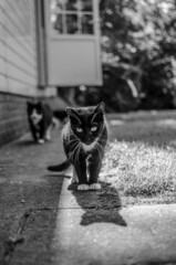 black and white cats