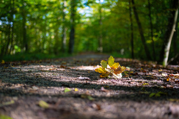 A leaf lies on a forest path