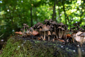 Obraz premium Small mushrooms in the forest