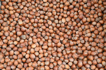 Produzione di nocciole in Italia