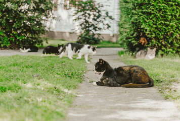 cats in garden 