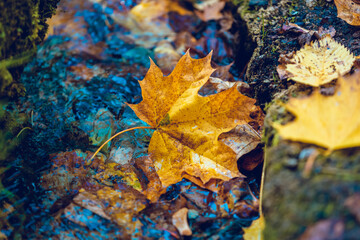 Bright autumn background. Maple leaf in puddle. Soft natural wallpaper. Wet orange leaves in the rain