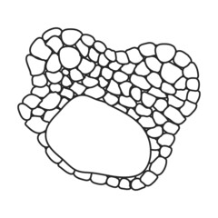 Truffle vector icon.Outline vector icon isolated on white background truffle.