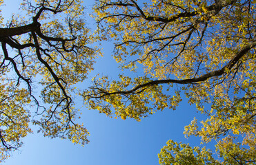 View from the ground on yellow leaves and blue sky, on a beautiful day.