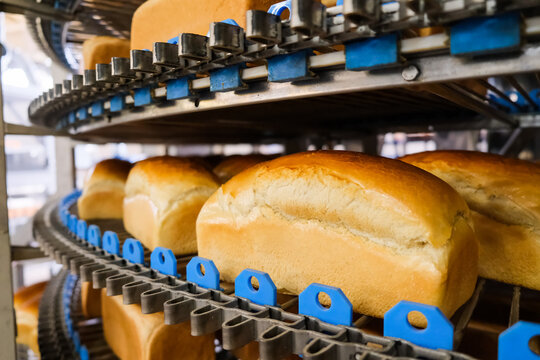 Loafs of bread in a bakery on an automated conveyor belt