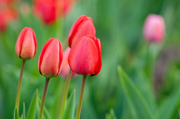 Closed buds of red tulips on a blurred green background