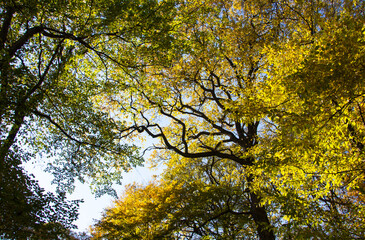 Autumn leaves, a tree and a view of the sky.