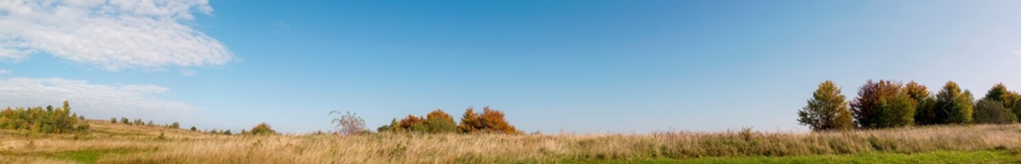 Fototapeta premium Panorama of autumn tree on a large lawn.