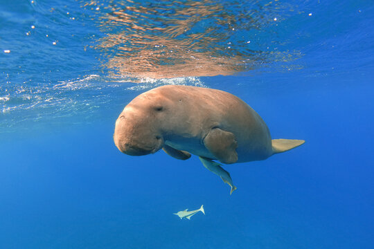 Dugong with remora swimming underwater, front view. Rare sea mammal
