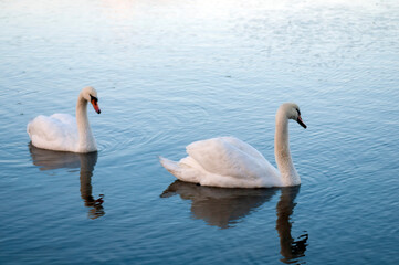 white swans group on the lake swim well under the bright sun