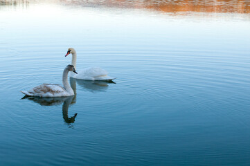 Fototapeta premium white swans group on the lake swim well under the bright sun