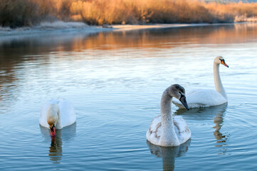 white swans group on the lake swim well under the bright sun