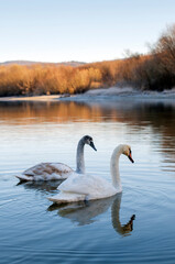white swans group on the lake swim well under the bright sun