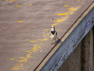 a pied wagtail (Motacilla alba) searching for food on a shack roof