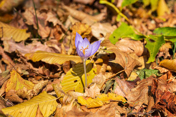 Violet crocuses on a background of yellow leaves
