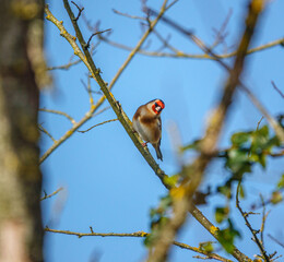 A Goldfinch (Carduelis carduelis) perched on an angled branch, seen through branches, deep blue sky background