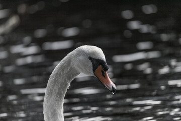 Fototapeta premium swan on the water