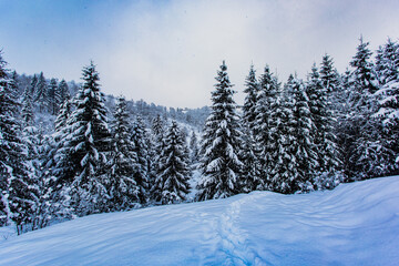 Obraz na płótnie Canvas Winter in the mountains and windbreak after snowfall