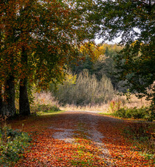an autumnal track littered with golden beech leaves