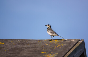 a pied wagtail (Motacilla alba) on a dark grey felt roof apex with deep blue sky background