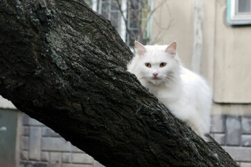 A white cat crouched on a tree trunk