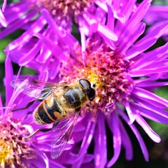 Sunbathing Dronefly on an Aster