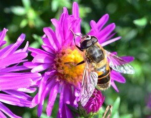 Sunbathing Dronefly on an Aster
