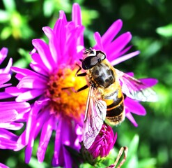Sunbathing Dronefly on an Aster