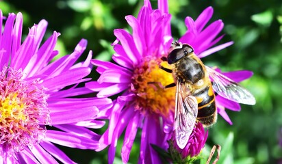 Sunbathing Dronefly on an Aster