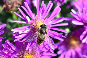 Sunbathing Dronefly on an Aster