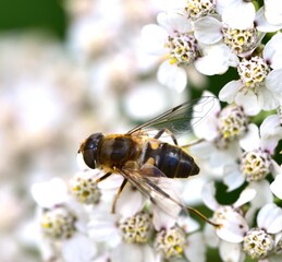 Sunbathing Dronefly