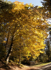 Autumn colours of beech foliage in forest around Flims, Switzerland