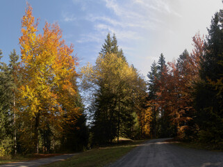 Autumn colours of beech foliage in forest around Flims, Switzerland