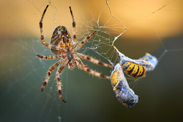European garden spider with wasps in the web (Araneus diadematus). Female spider and her prey