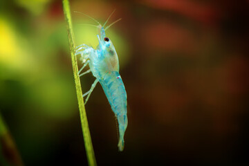 Neocaridina Freshwater Shrimp, dwarf shrimp in the aquarium. Aquascaping, aquaristic Animal macro,...