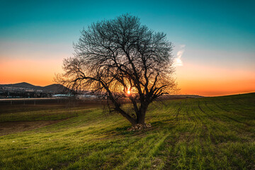 Fototapeta na wymiar tree in the field.sunset