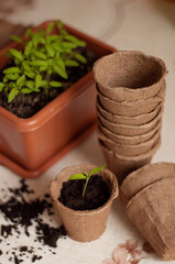 tomato sprout in a peat pot on the background of a pot with seedlings